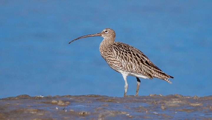 Les oiseaux de la baie de l'Enfer